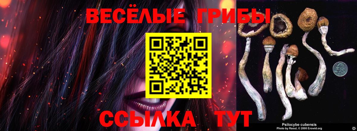 Псилоцибиновые грибы Psilocybine cubensis Черногорск